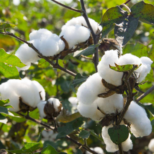 Cotton