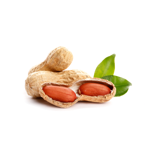 Groundnut