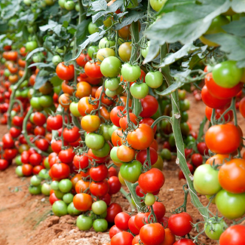 Tomato